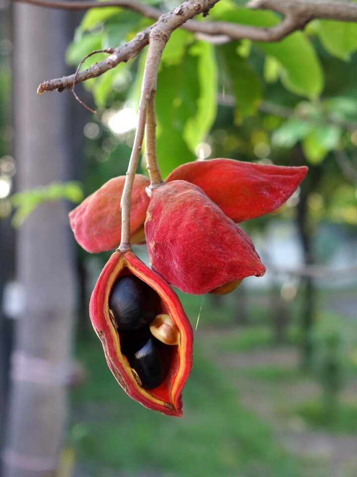 Pun seeds properties
