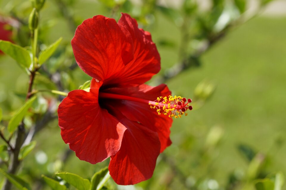 Bloom flower mallow