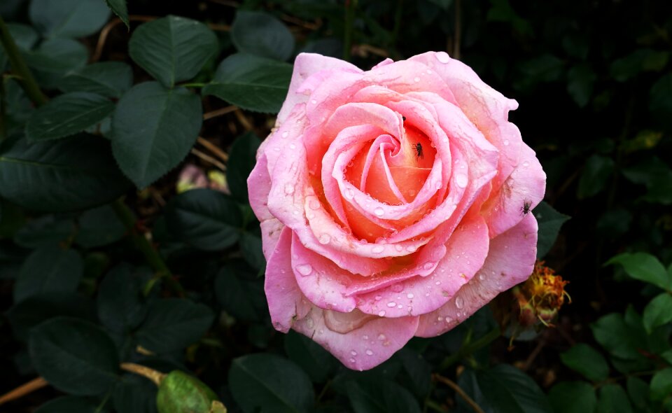 Blossom bloom raindrop
