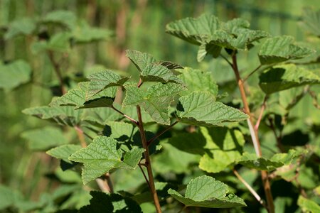 Green nature plant
