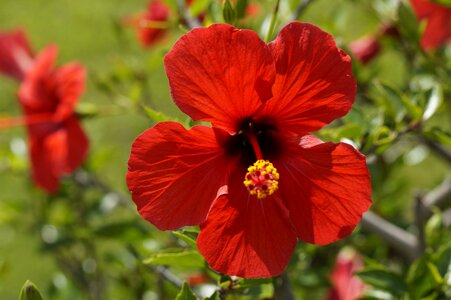 Bloom flower mallow photo