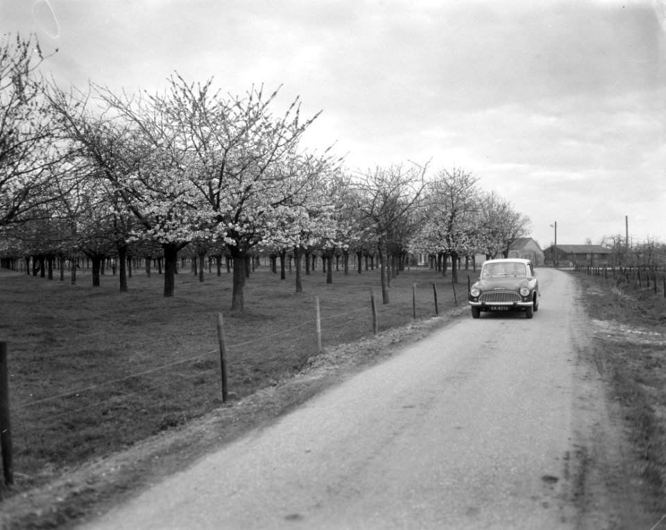 De eerste kersenboomgaarden in bloei, omgeving Bunnik (gemeente Utrecht), kersen, Bestanddeelnr 916-3322
