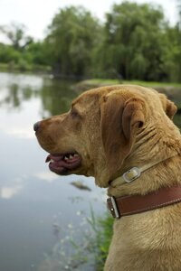 Dog lake water photo