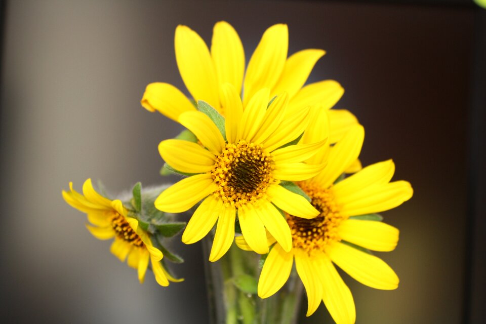 Yellow flower flowers floral center