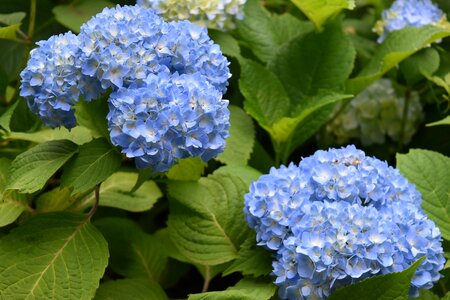 Flower hydrangea rainy season