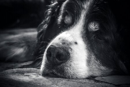 Black white pet