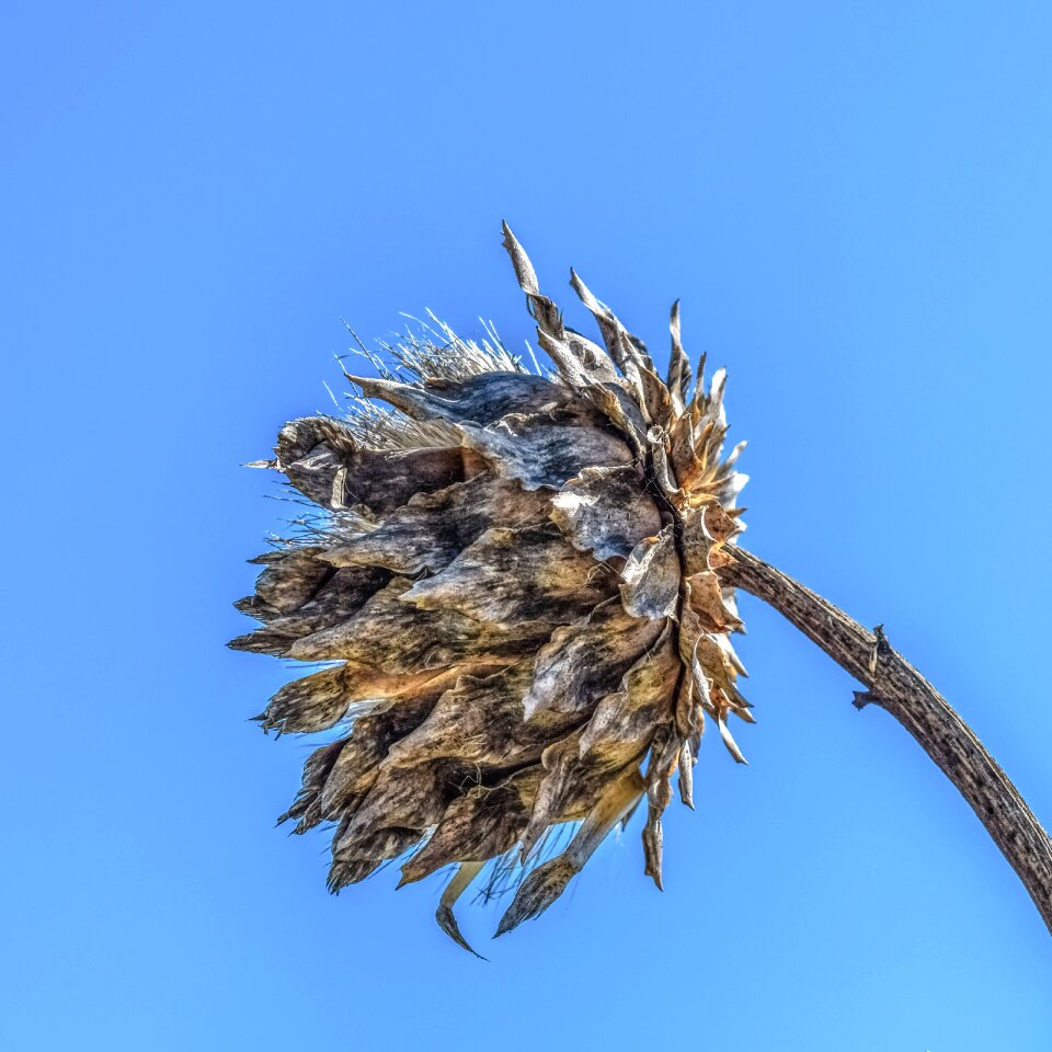 Thorns nature wild