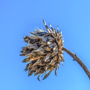 Thorns nature wild
