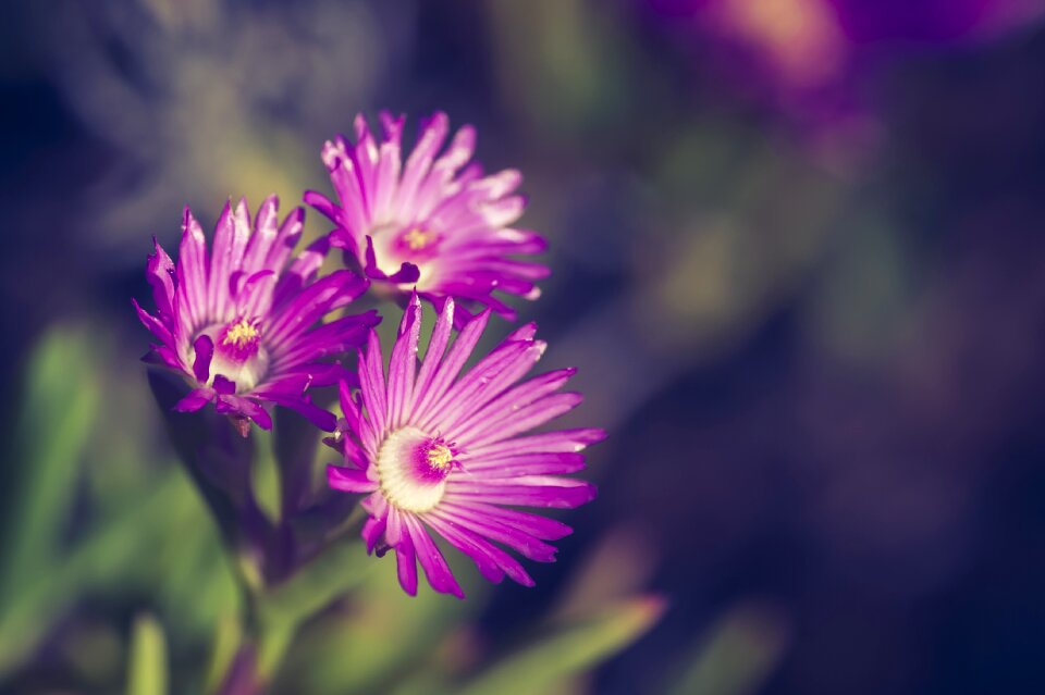 Bloom macro spring photo