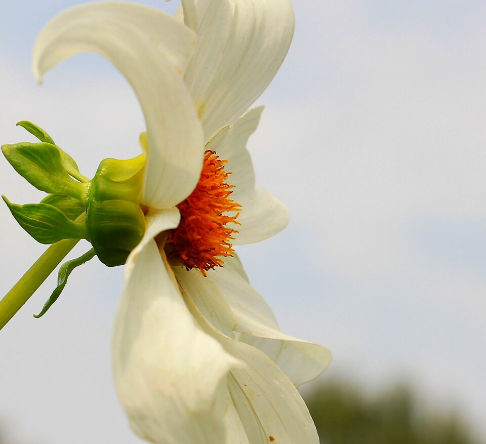 Bloom white nature