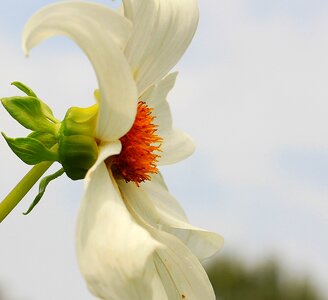 Bloom white nature