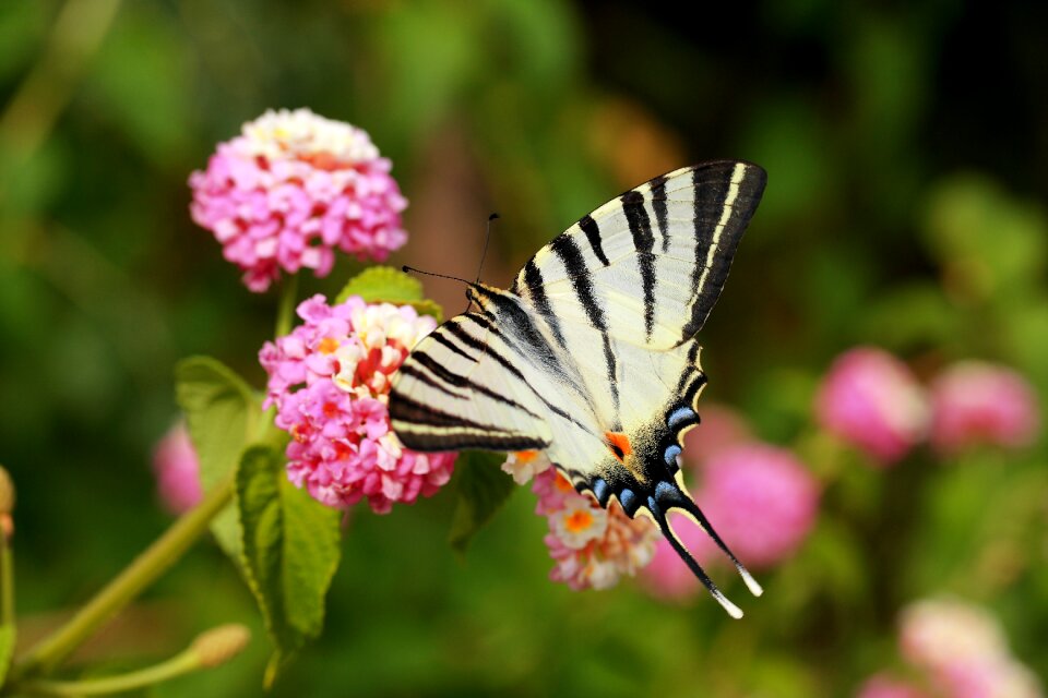 Macro color close