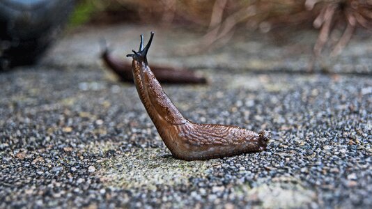 Mollusc animal garden