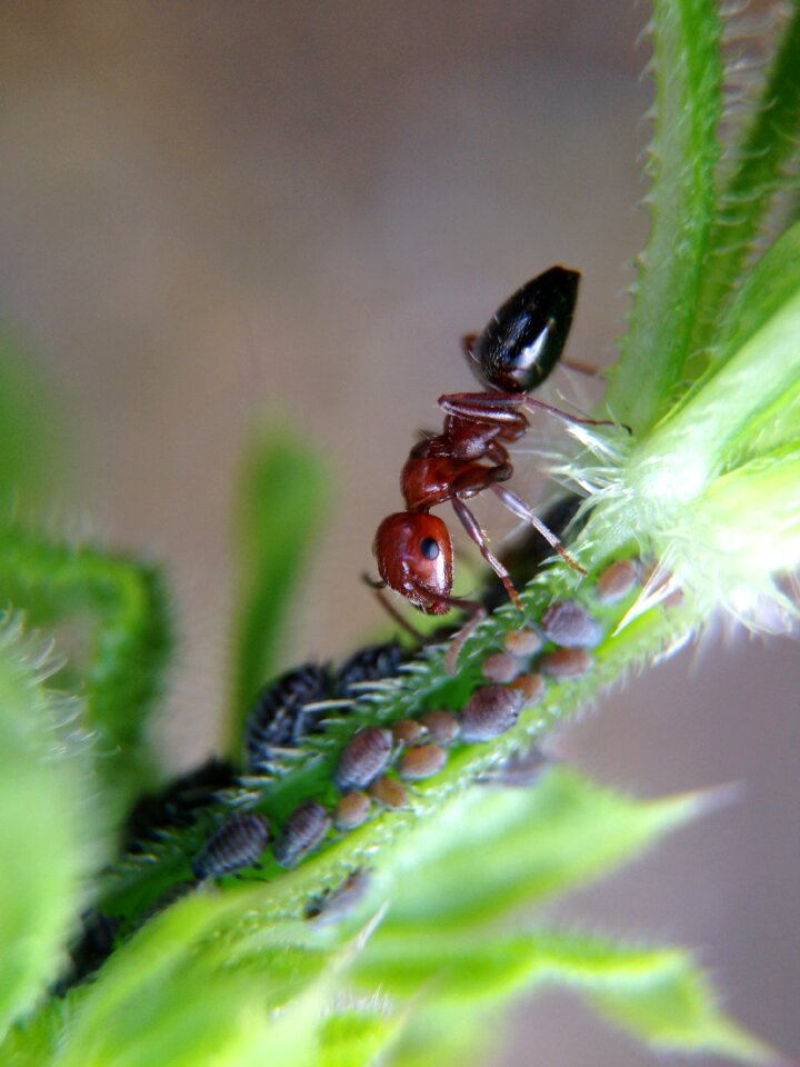 Larvae plant nature