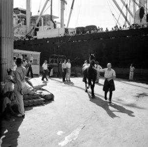 De aankomst van de paarden voor de koninklijke calèche in de haven van Willemsta, Bestanddeelnr 252-2746
