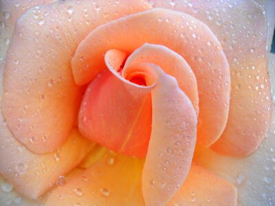 Flower water nature