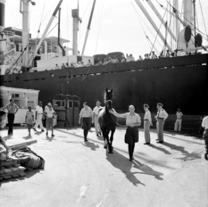 De aankomst van de paarden voor de koninklijke calèche in de haven van Willemsta, Bestanddeelnr 252-2745