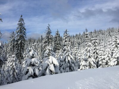 Wisla forest evergreen