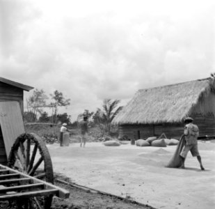 De dorsvloer van de pelmolen in Nickerie, Bestanddeelnr 252-5601