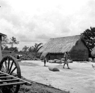De dorsvloer van een rijstpelmolen in Nickerie, Bestanddeelnr 252-5603
