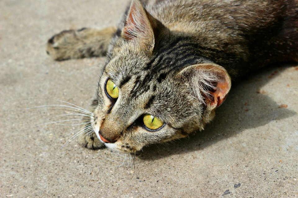 Cat eyes animal