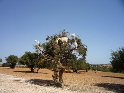 Morocco goat tree