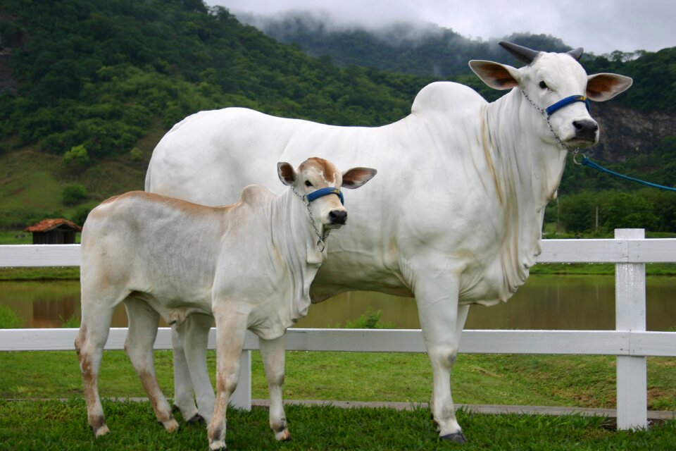 Nellore creation veal