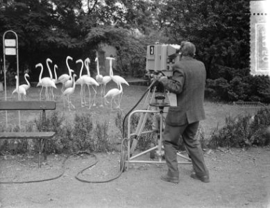 De dieren in Artis voor de televisie, Bestanddeelnr 907-3150