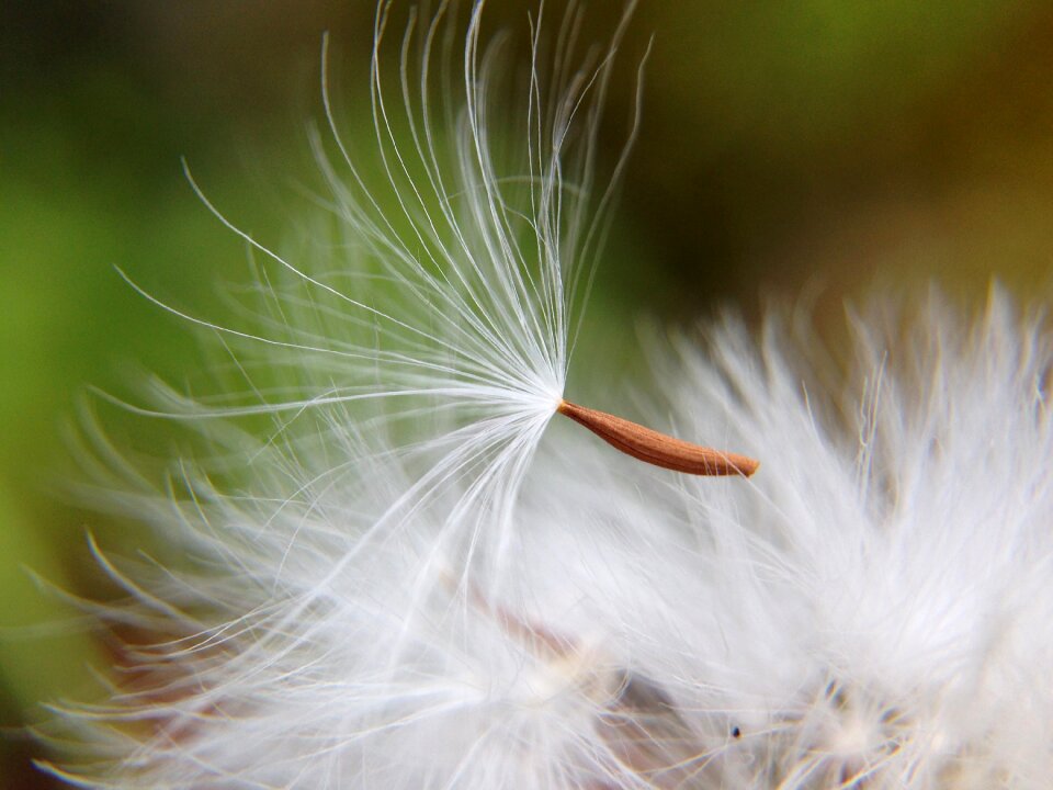 Dandelion nature light