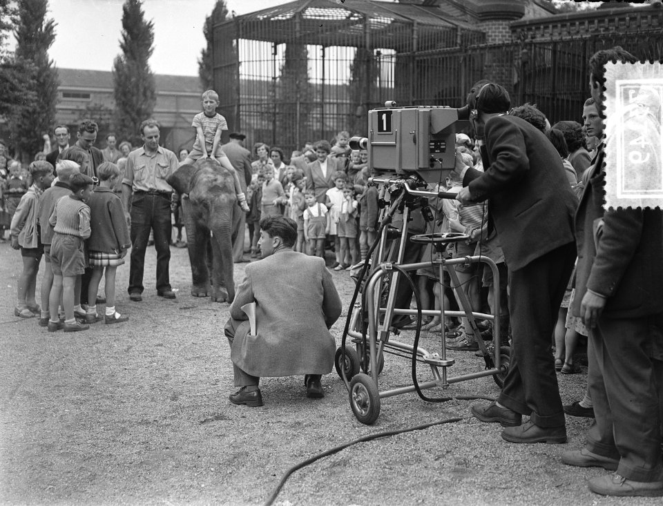De dieren in Artis voor de televisie, Bestanddeelnr 907-3149