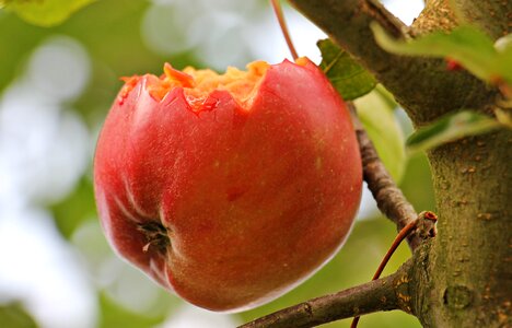 Fruit tree red photo