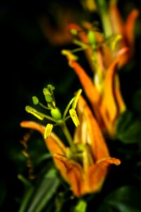 Close up passion flower nature photo