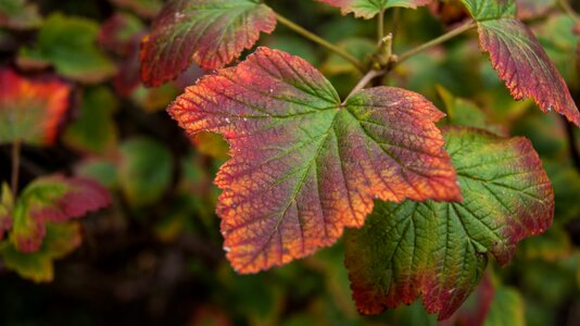 Green sheet leaves photo