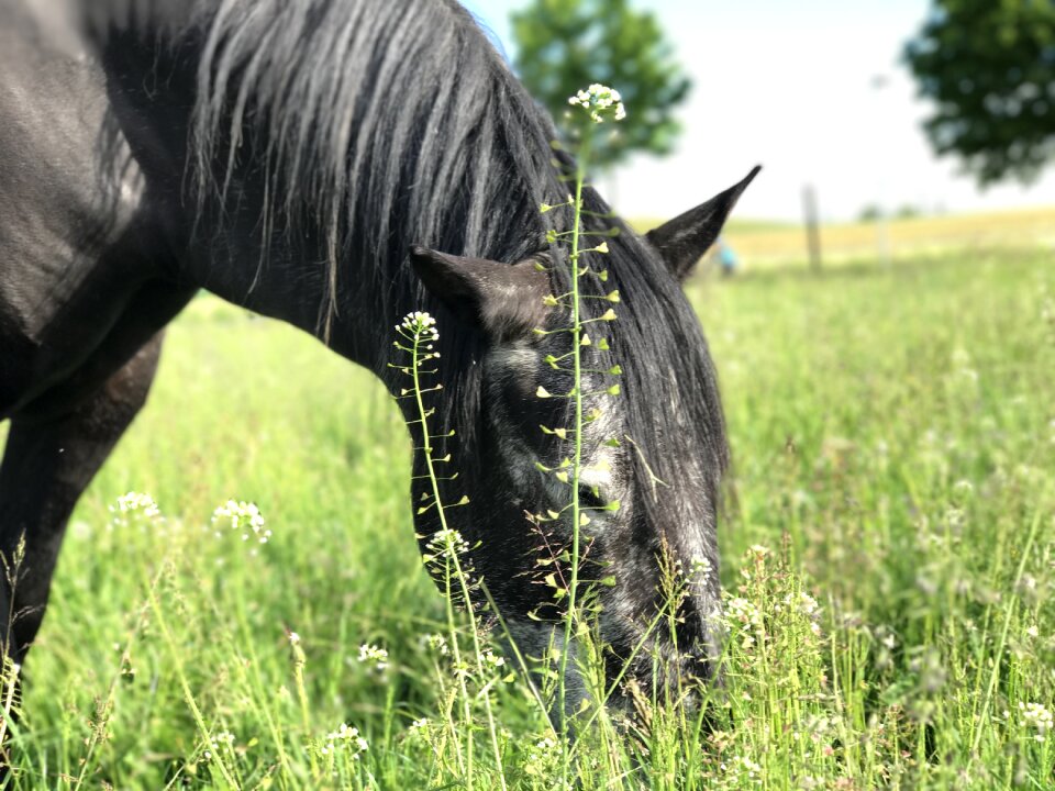 Horse andalusians mold