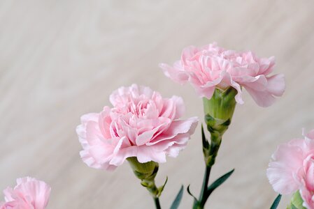 Carnation pink pink flowers petals