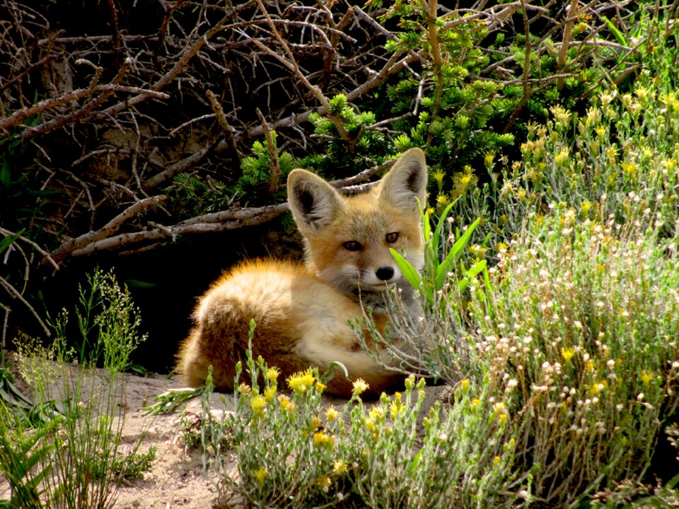 Young predator vulpes vulpes