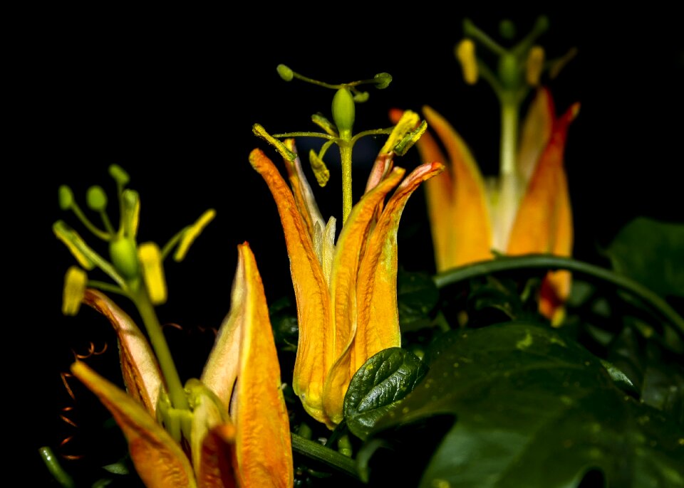 Close up passion flower nature