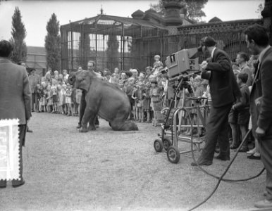 De dieren in Artis voor de televisie, Bestanddeelnr 907-3151