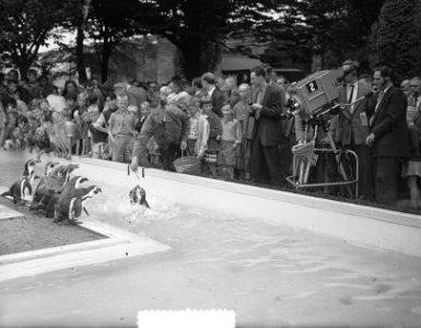 De dieren in Artis voor de televisie, Bestanddeelnr 907-3146