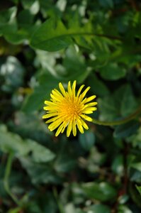 Spring yellow blossom