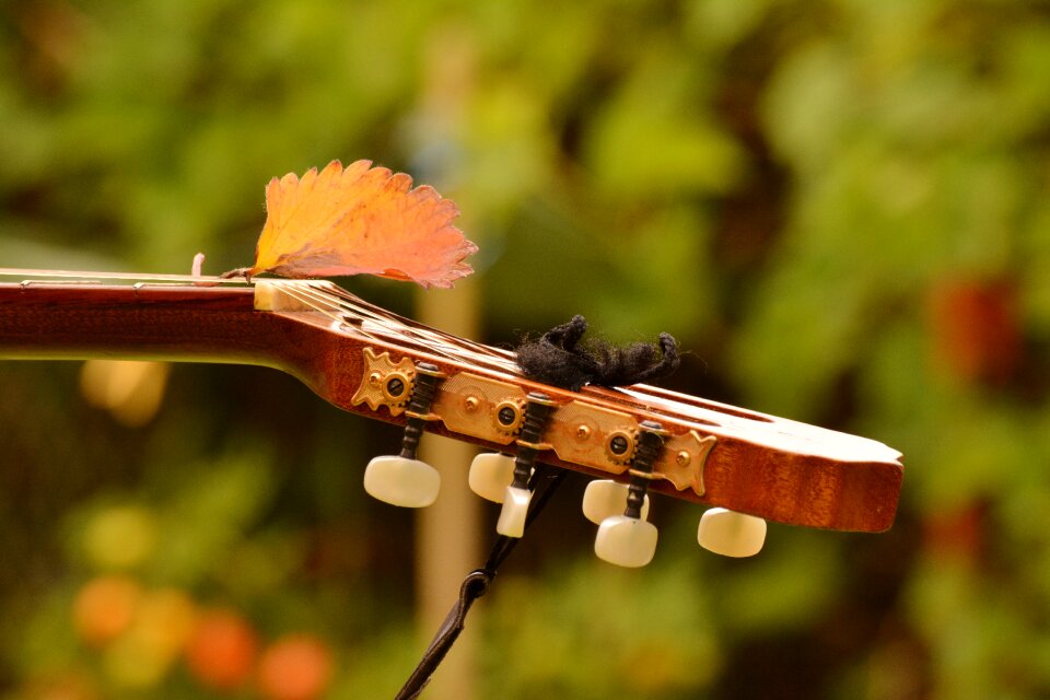 Music stringed instrument instrument