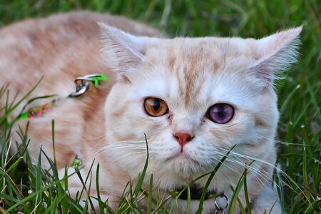 Sweet kitty baby animal