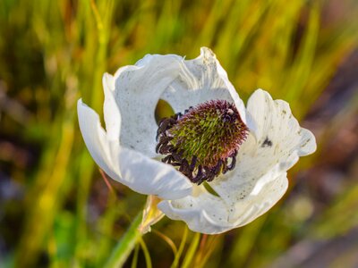 Nature flower plant photo