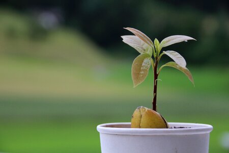 Pot tree growing