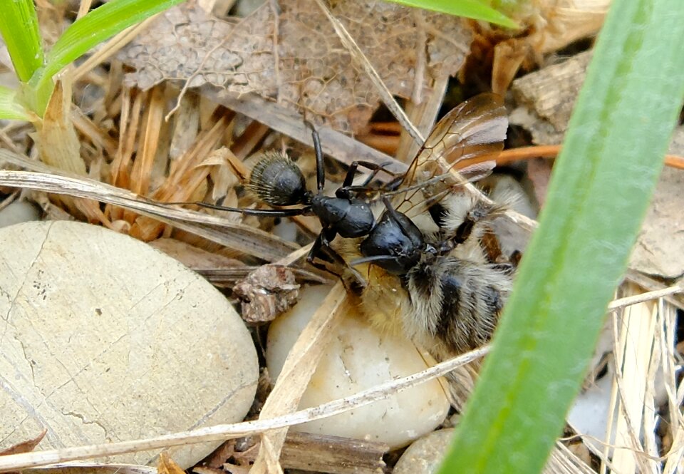 Bee insect an ant drags a bee