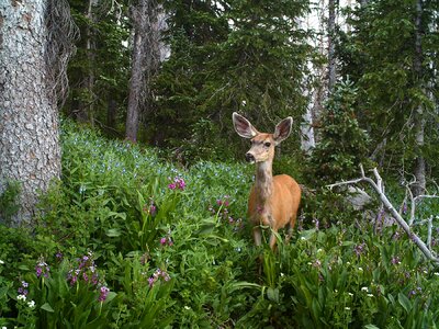 Wildlife nature portrait photo