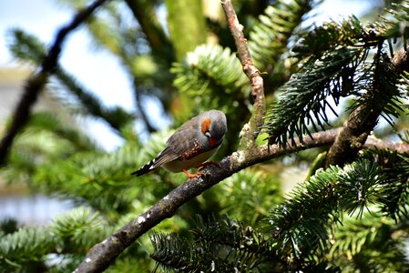 Bird small bill