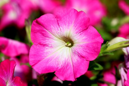 Plants nature june