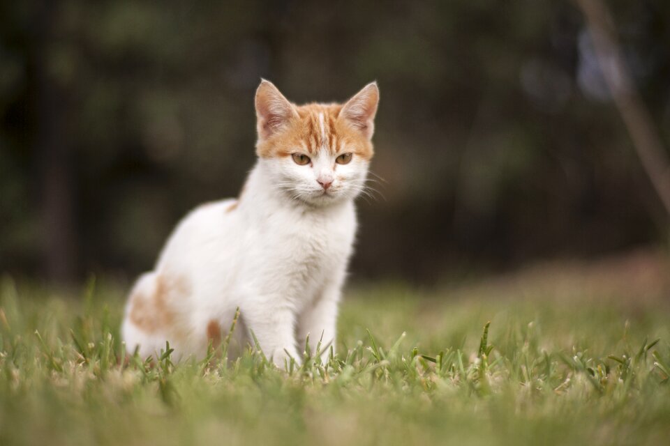 Animals nature cute
