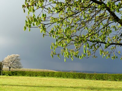 Blossom weather cloud